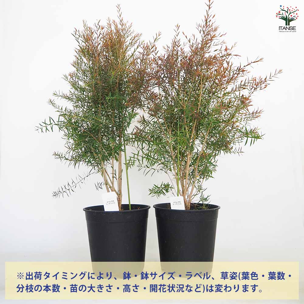 メラレウカ レッドジェム 【花木苗 6号／1個売り】｜ 【植物の