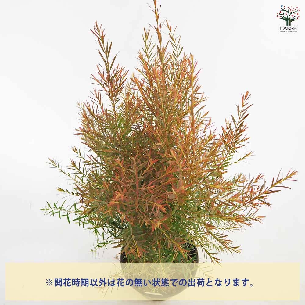 メラレウカ レッドジェム 【花木苗 6号／1個売り】｜ 【植物の