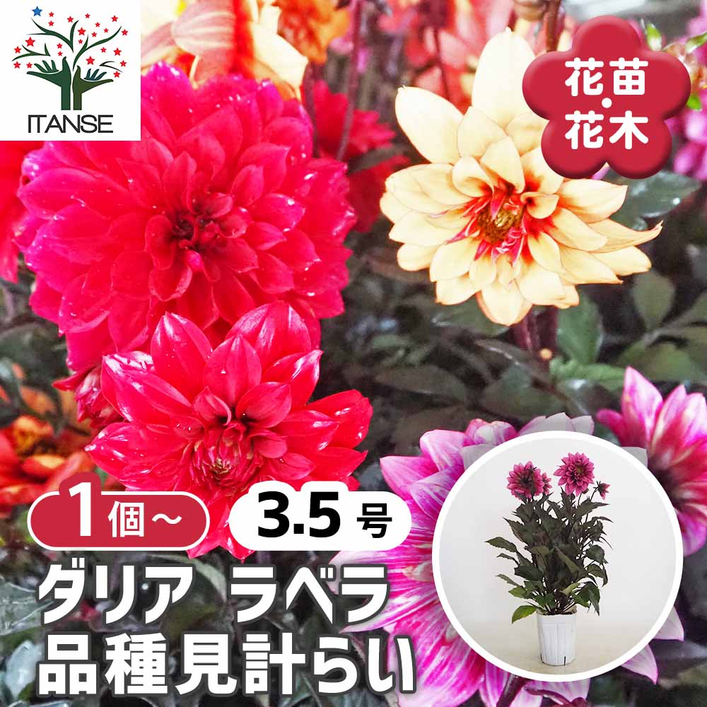ダリア ラベラ品種見計らい 【花苗 3.5号】｜ 【植物のITANSE