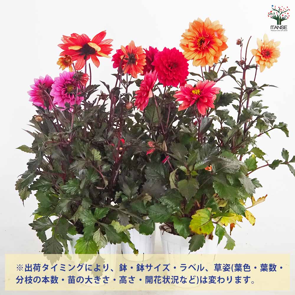 ダリア ラベラ品種見計らい 【花苗 3.5号】｜ 【植物のITANSE