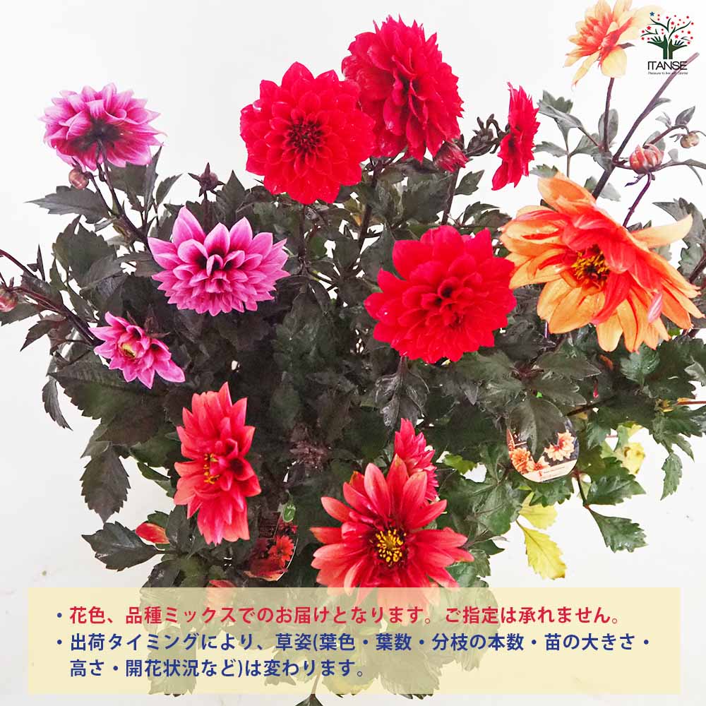 ダリア ラベラ品種見計らい 【花苗 3.5号】｜ 【植物のITANSE