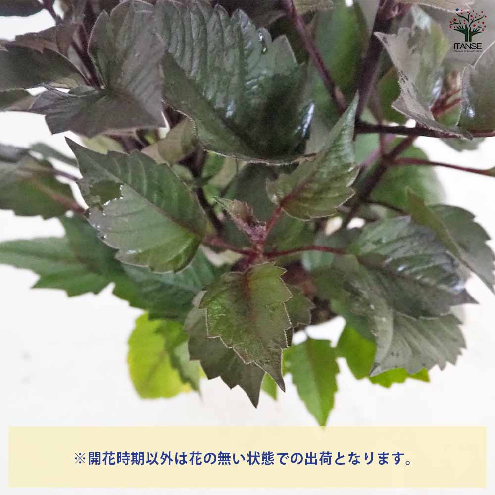 ダリア ラベラ品種見計らい 【花苗 3.5号】｜ 【植物のITANSE