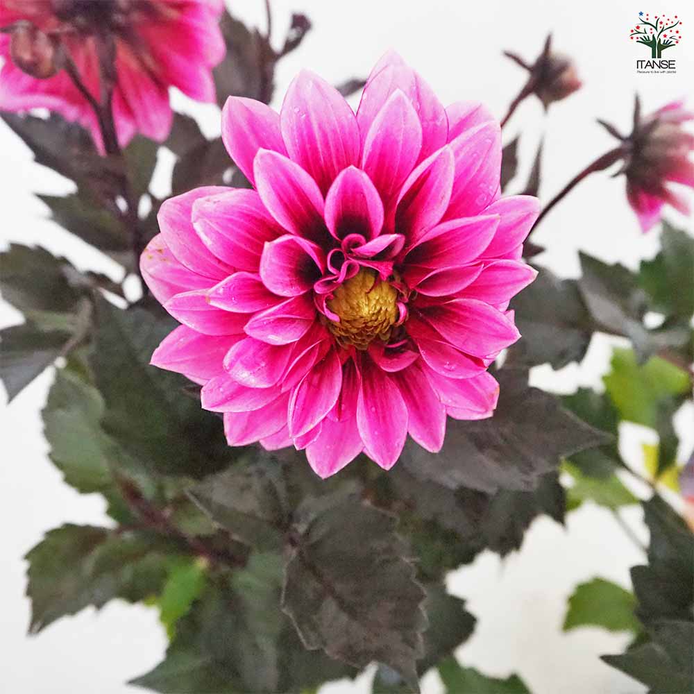 5寸ダリアラベラ ダリア ラベラ品種見計らい 【花苗 3.5号】｜ 【植物のITANSE