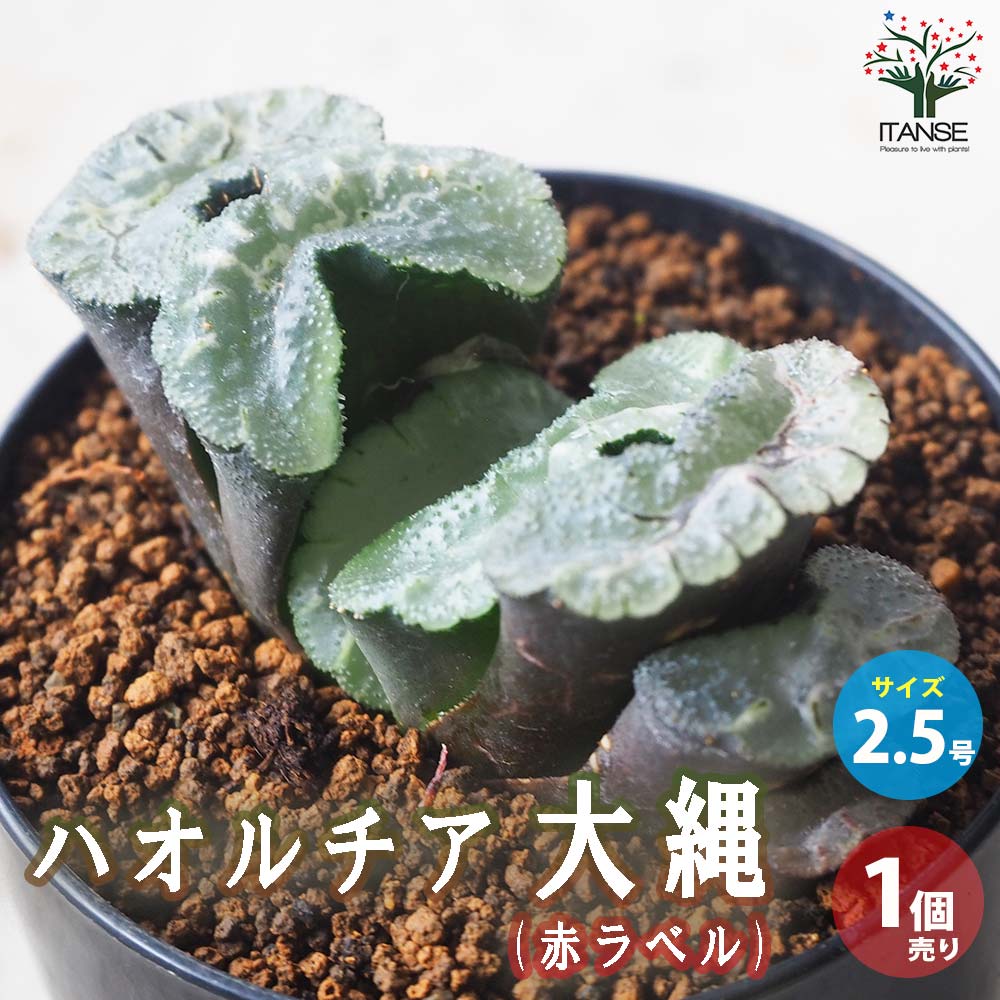 赤と緑の多肉植物*4 多肉植物 oriミックスベリア No.011 赤鬼 おらいさん苗 送料無料