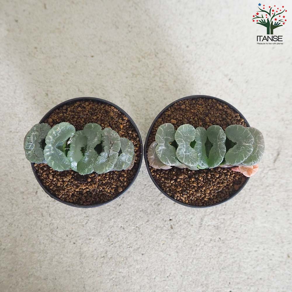 ハオルチア (赤) 大縄【多肉植物 2.5号鉢／1個売り】｜ 【植物の