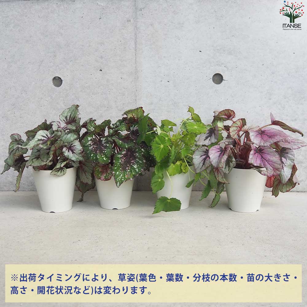 レックス ベゴニア 品種見計い【観葉植物 4号鉢／お買い得6個セット