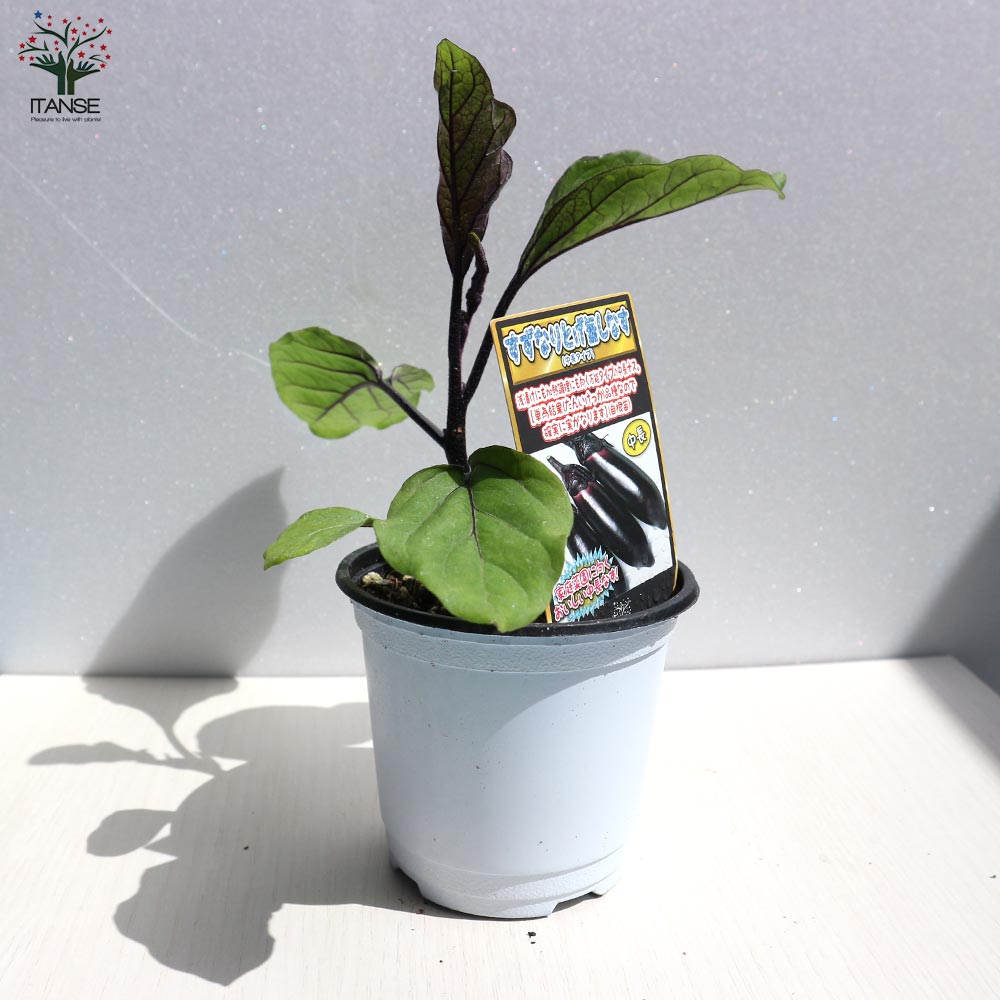 すずなりとげ無しなすの苗(中長ナスタイプ)2個～【野菜苗 9cmポット自根苗】