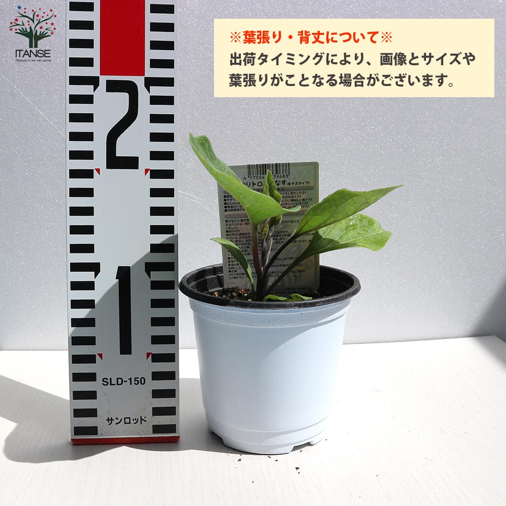 すずなりとげ無しなすの苗(中長ナスタイプ)2個～【野菜苗 9cmポット自