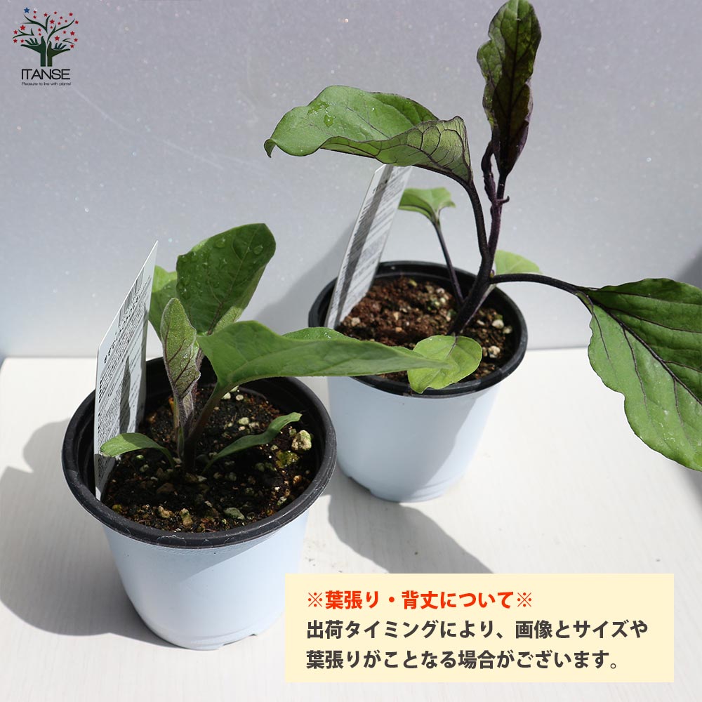 すずなりとげ無しなすの苗(中長ナスタイプ)2個～【野菜苗 9cmポット自
