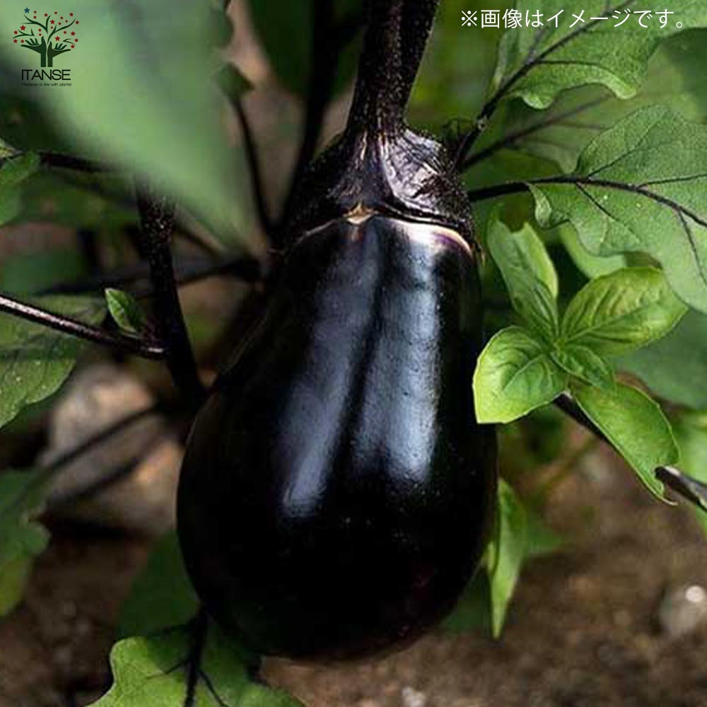 すずなりとげ無しなすの苗(中長ナスタイプ)2個～【野菜苗 9cmポット自根苗】