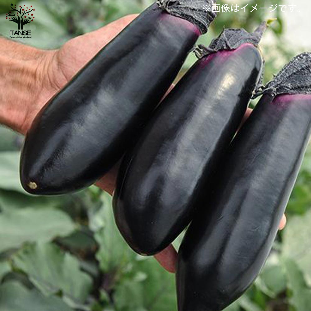 すずなりとげ無しなすの苗(中長ナスタイプ)2個～【野菜苗 9cmポット自