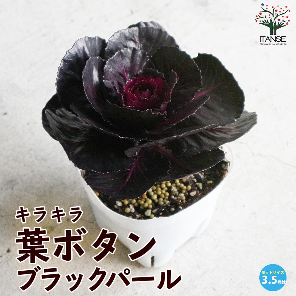 【花苗】ミニ葉ボタン ジュエリーシリーズ BLACK LEAF おまけ種子付き 花苗】ミニ葉ボタン ジュエリーシリーズ BLACK LEAF おまけ種子