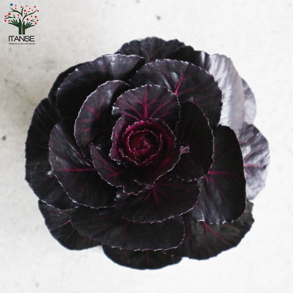 葉ボタン ブラックパール(神戸ジェンヌ・光子)【花苗 3.5号ポット苗