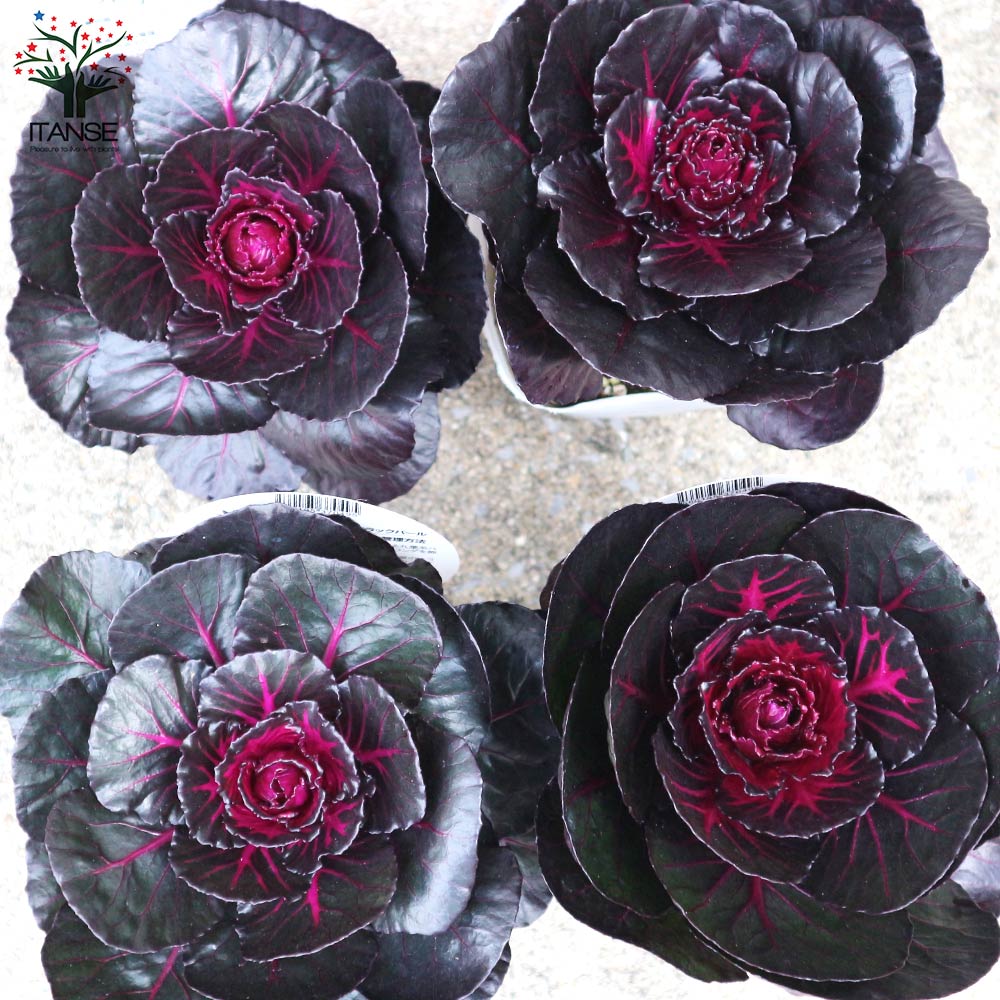 葉ボタン ブラックパール(神戸ジェンヌ・光子)【花苗 3.5号ポット苗