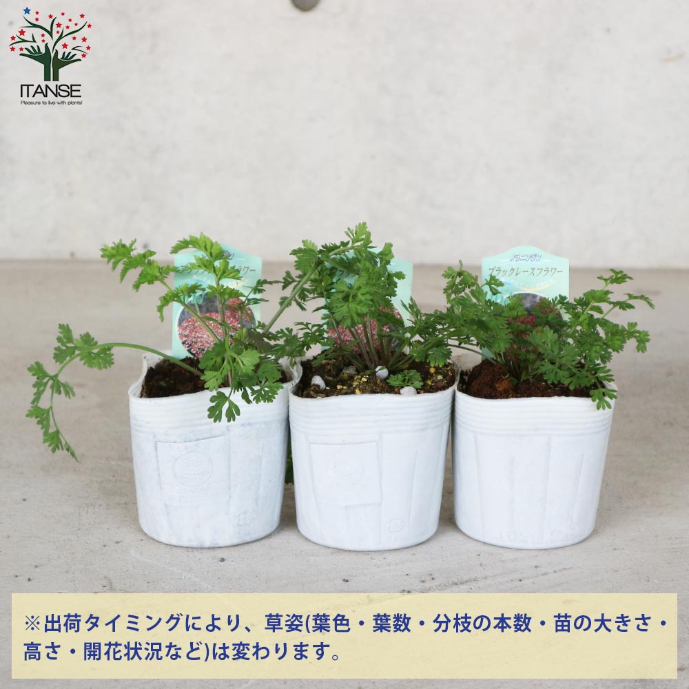 ブラックレースフラワー 【花苗 3.5号苗】｜ 【植物のITANSE