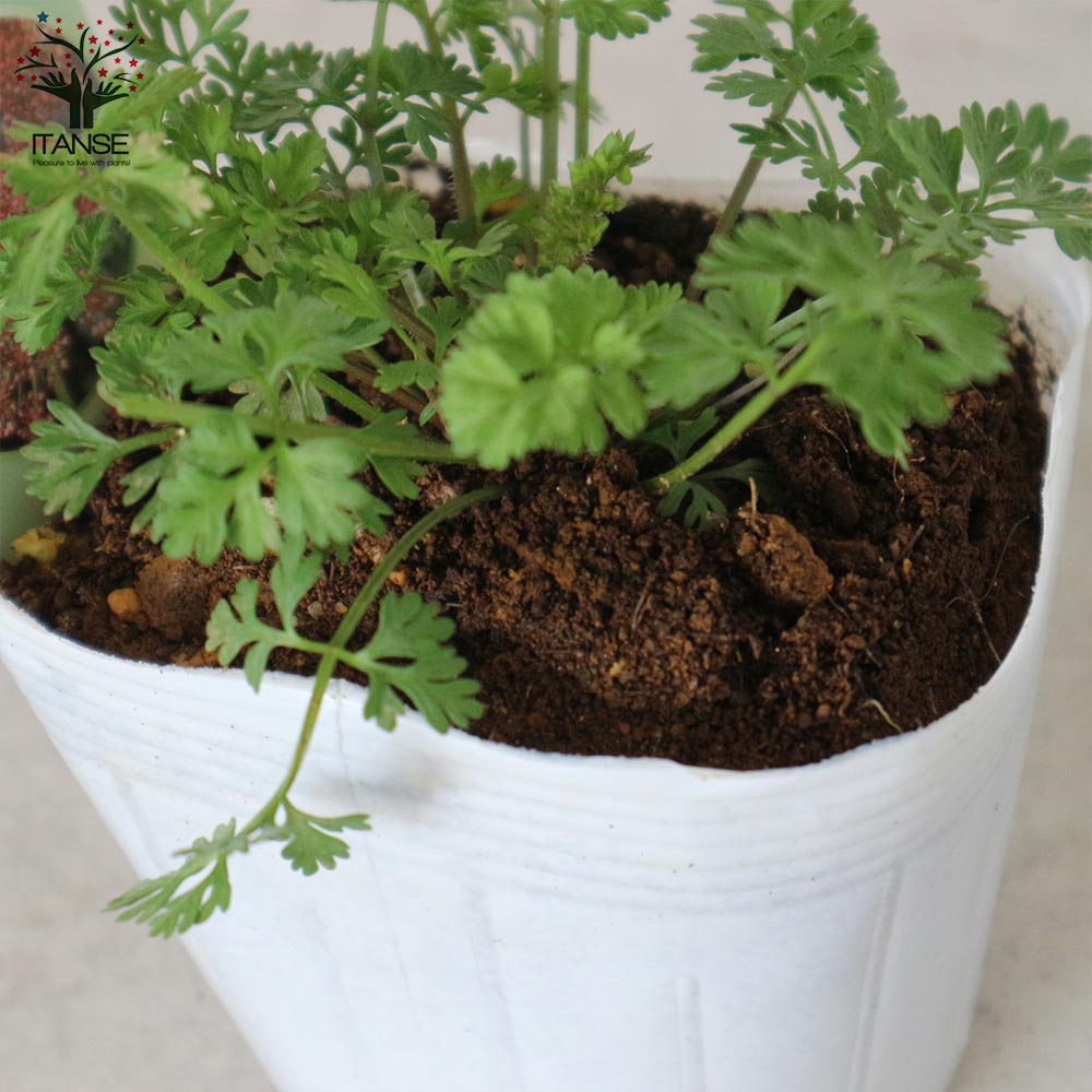 ブラックレースフラワー 【花苗 3.5号苗】｜ 【植物のITANSE