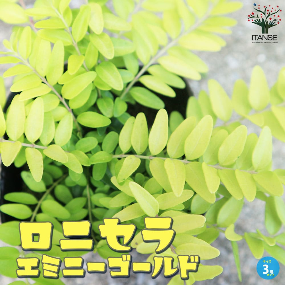 ロニセラ エミニーゴールド【庭木 3号ポット】