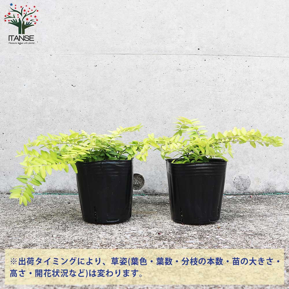 ロニセラ エミニーゴールド【庭木 3号ポット】