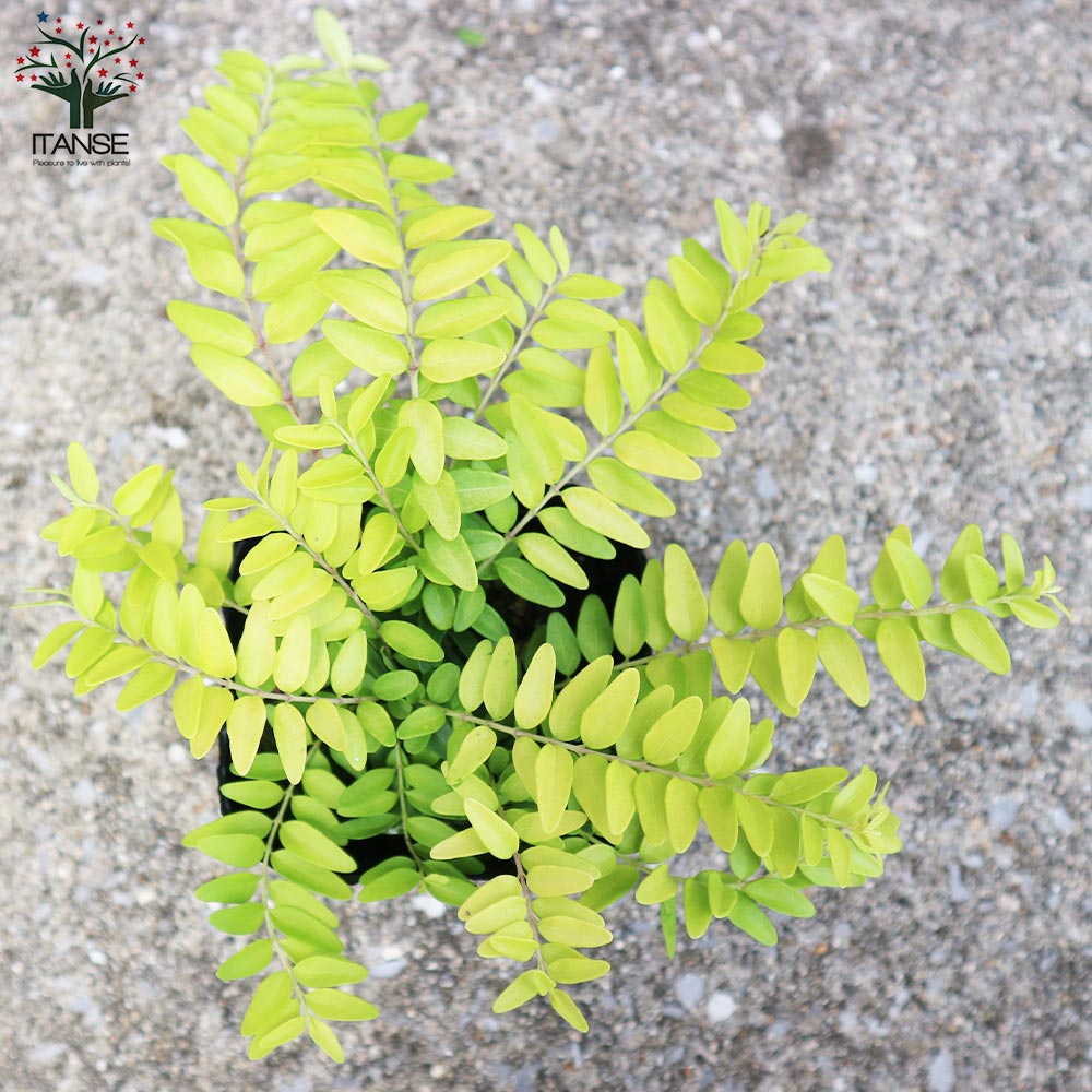 ロニセラ エミニーゴールド【庭木 3号ポット】