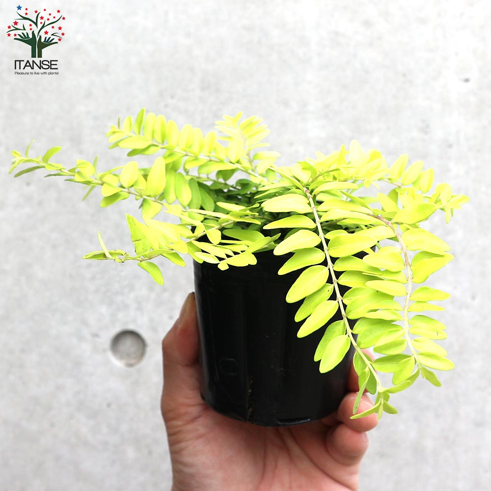 ロニセラ エミニーゴールド【庭木 3号ポット】