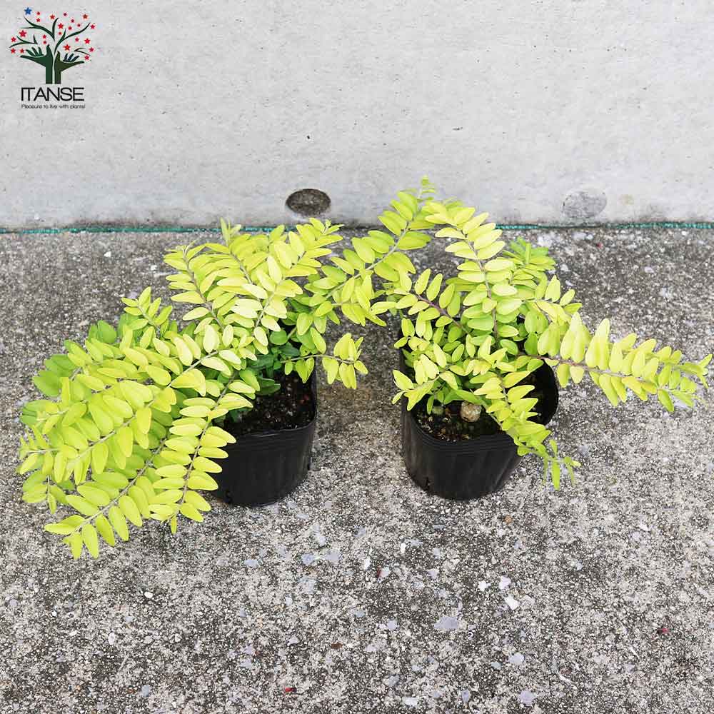 ロニセラ エミニーゴールド【庭木 3号ポット】