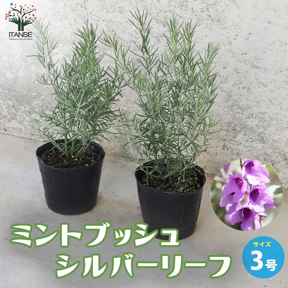 ミントブッシュ シルバーリーフ【花苗 3号ポット】｜ 【植物の