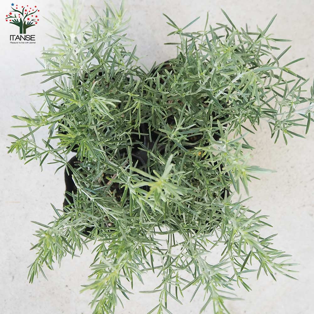 ミントブッシュ シルバーリーフ【花苗 3号ポット】｜ 【植物の