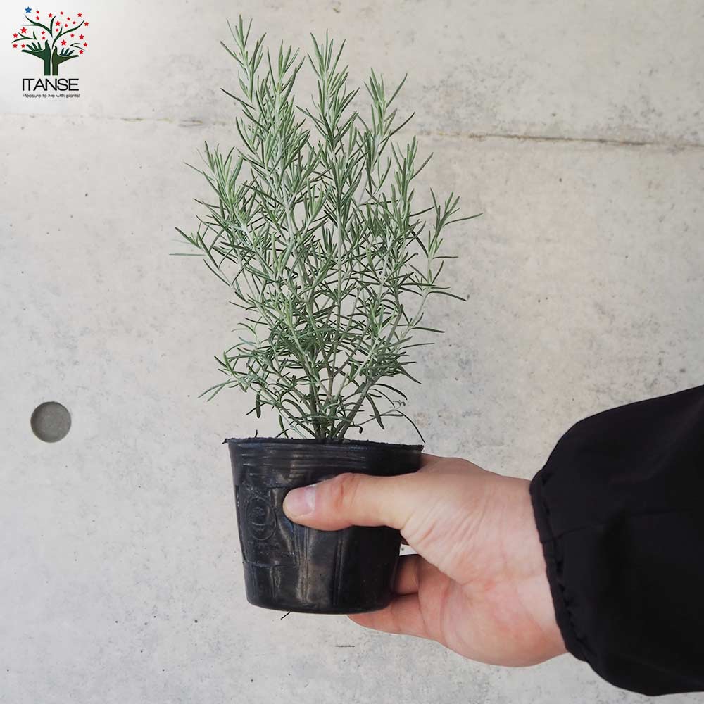 ミントブッシュ シルバーリーフ【花苗 3号ポット】｜ 【植物の