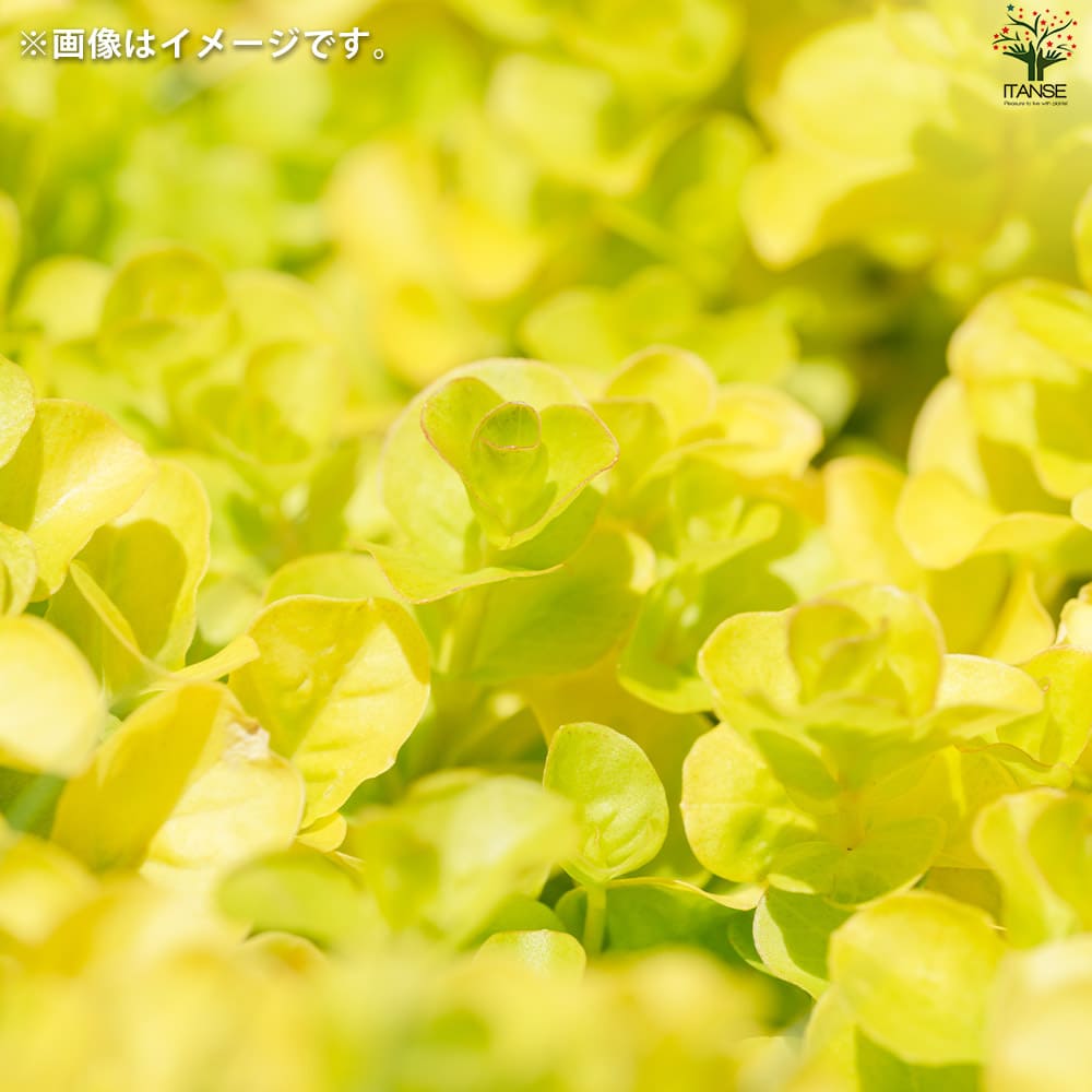 リシマキア オーレア2個～【花苗 9cmポット】