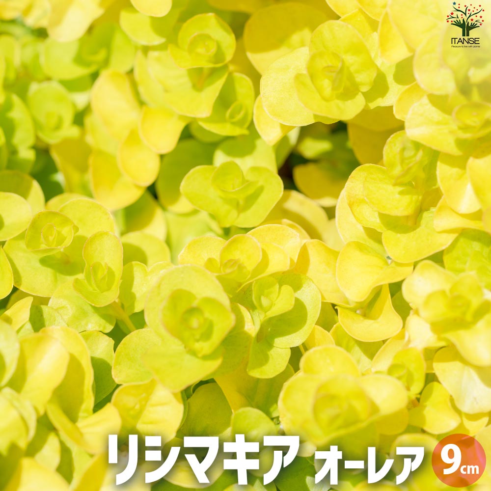 リシマキア オーレア2個～【花苗 9cmポット】