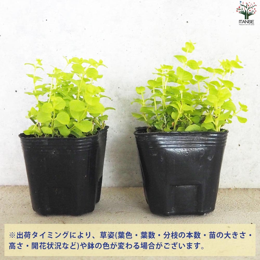 リシマキア オーレア2個～【花苗 9cmポット】
