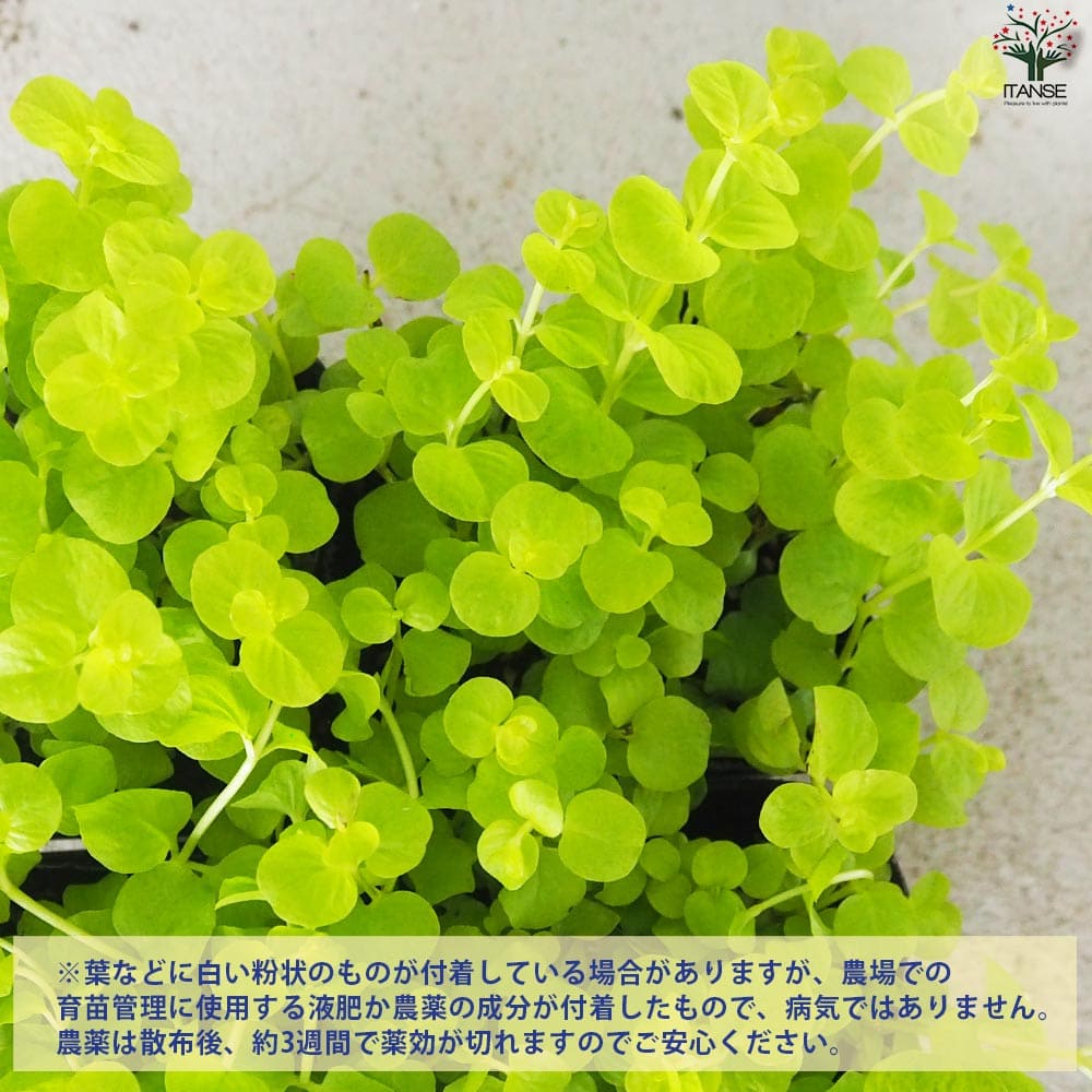 リシマキア オーレア2個～【花苗 9cmポット】