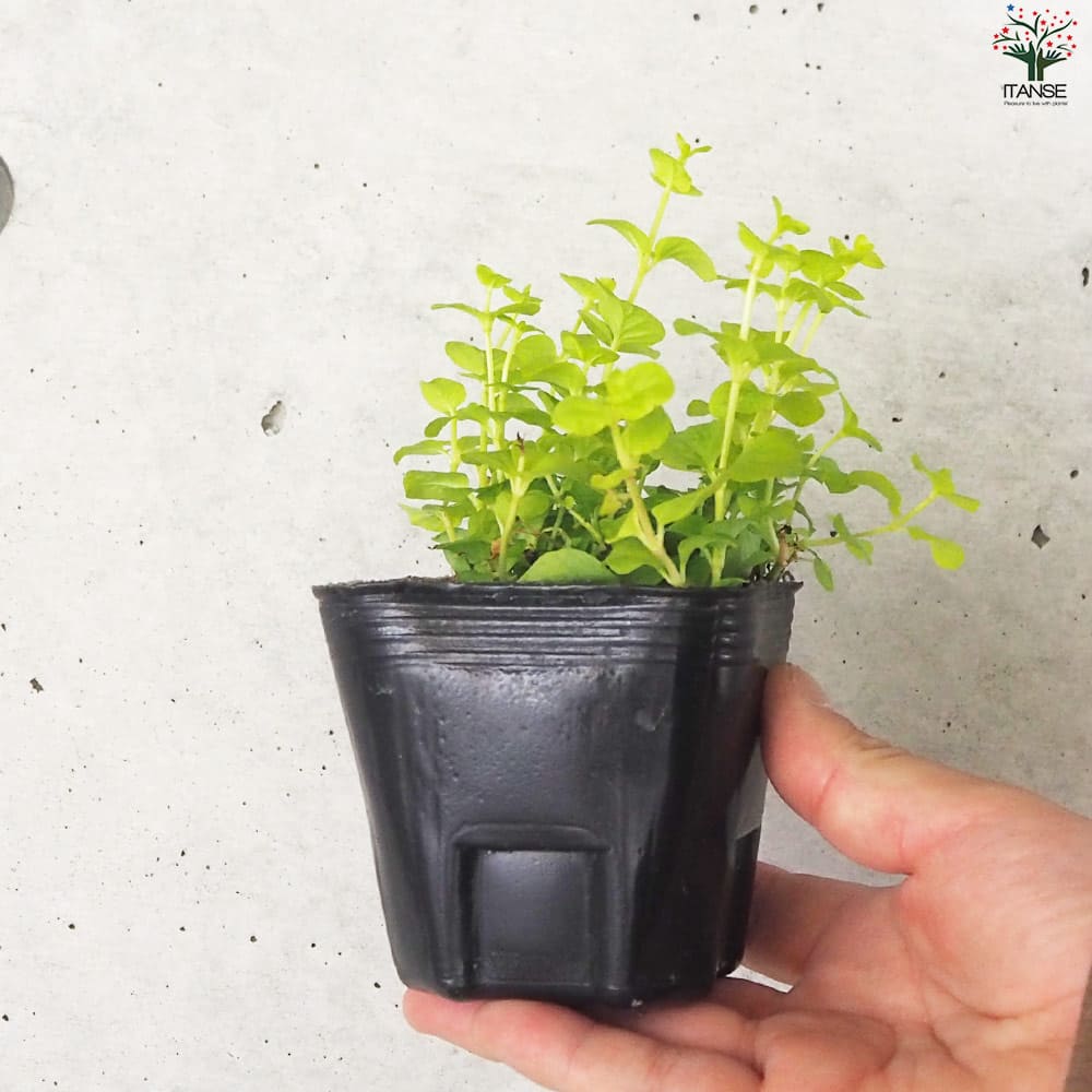 リシマキア オーレア2個～【花苗 9cmポット】