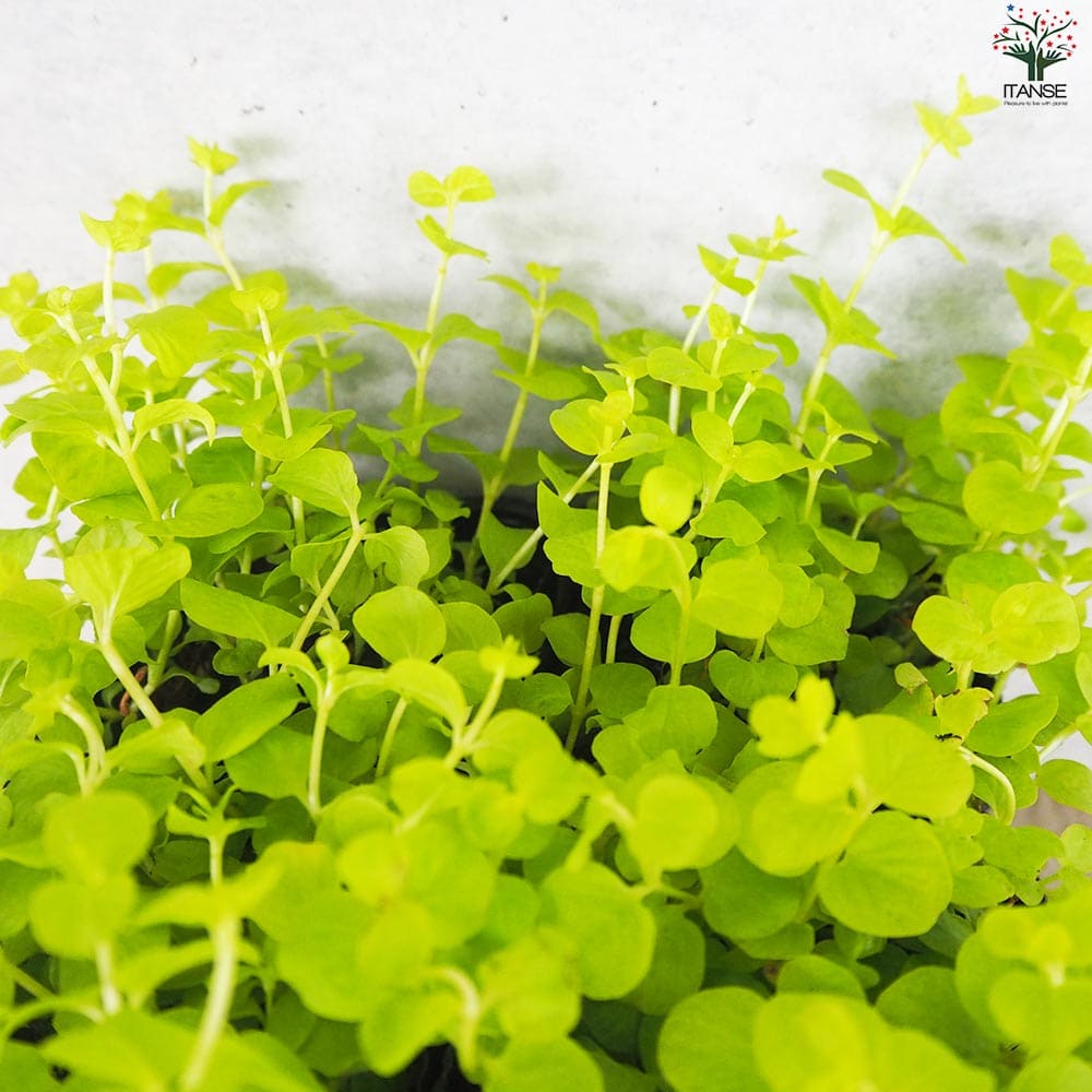 リシマキア オーレア2個～【花苗 9cmポット】