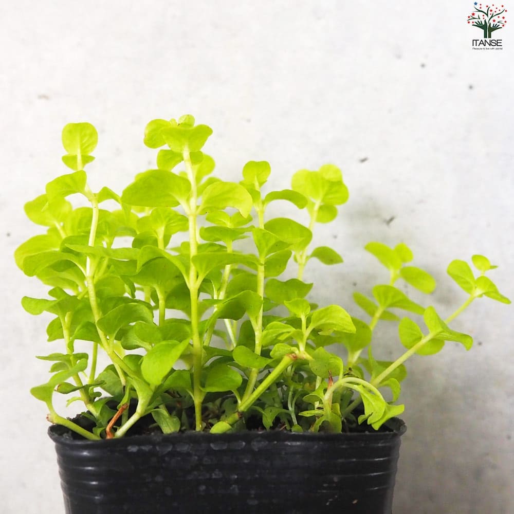 リシマキア オーレア2個～【花苗 9cmポット】