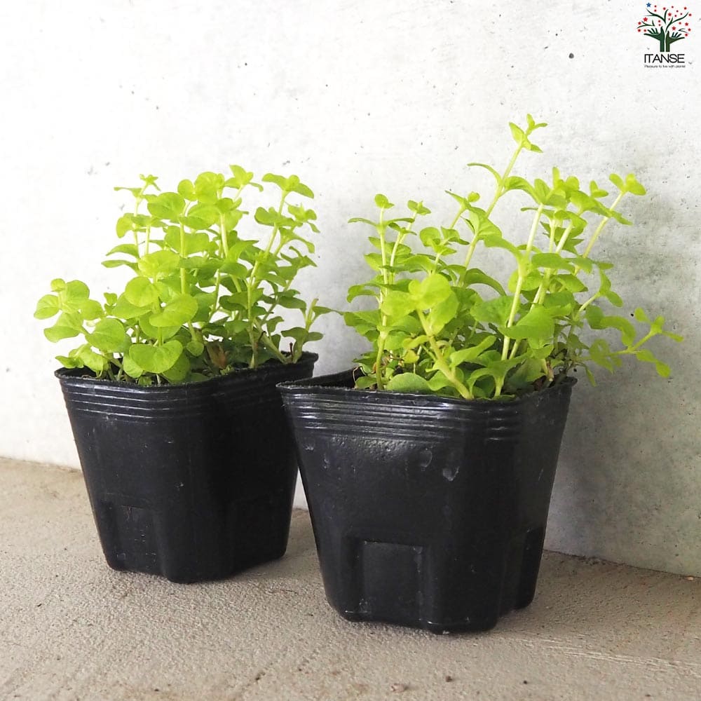 リシマキア オーレア2個～【花苗 9cmポット】