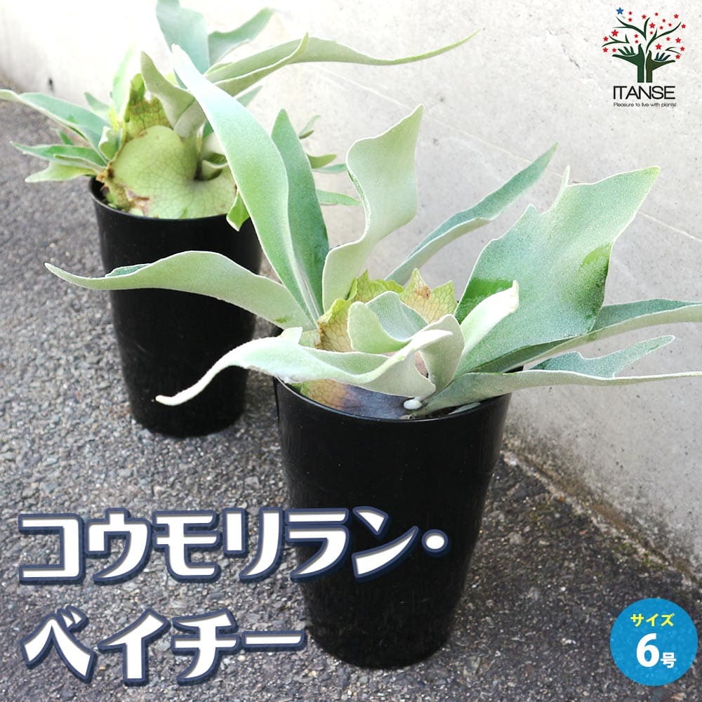 コウモリラン・ベイチー【観葉植物 6号鉢】