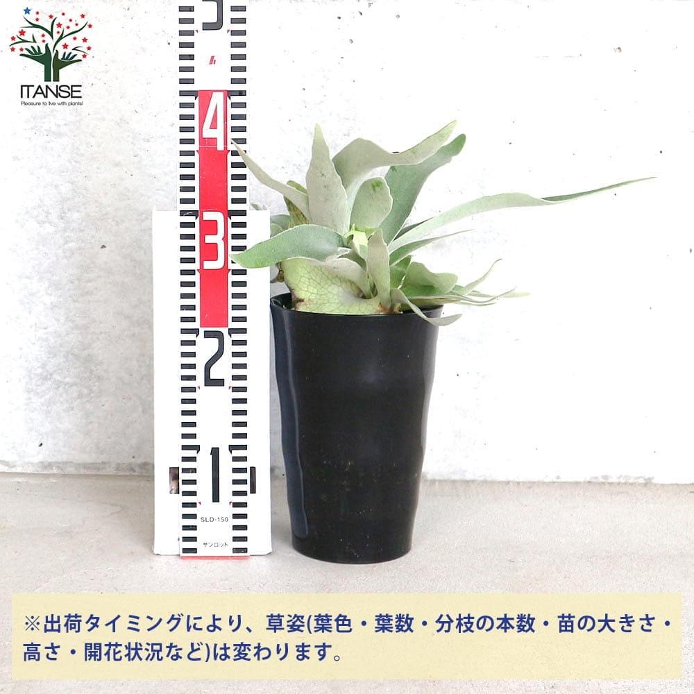 コウモリラン・ベイチー【観葉植物 6号鉢】