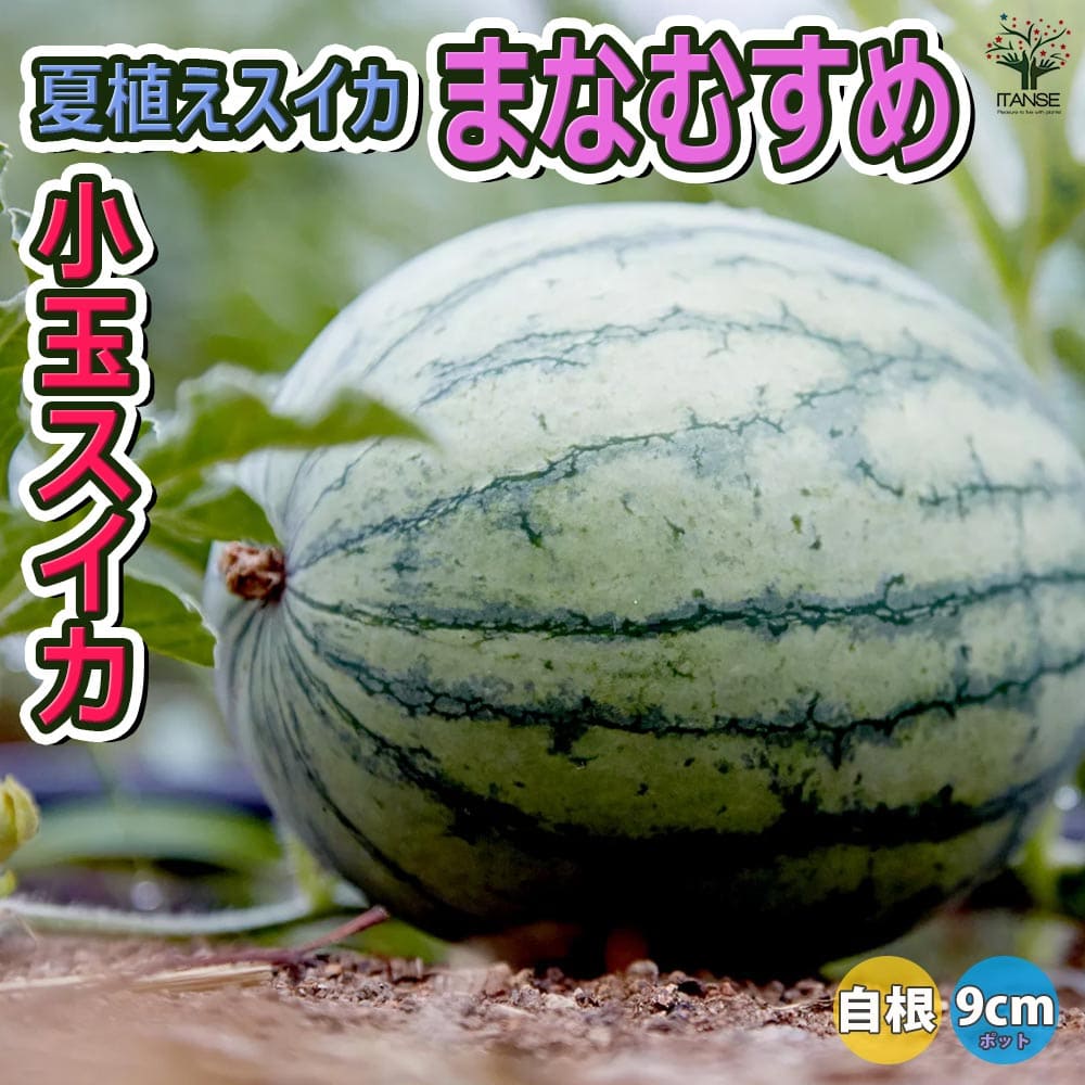 スイカ苗 夏植えスイカ まなむすめ2個～【野菜苗 9cmポット自根苗】