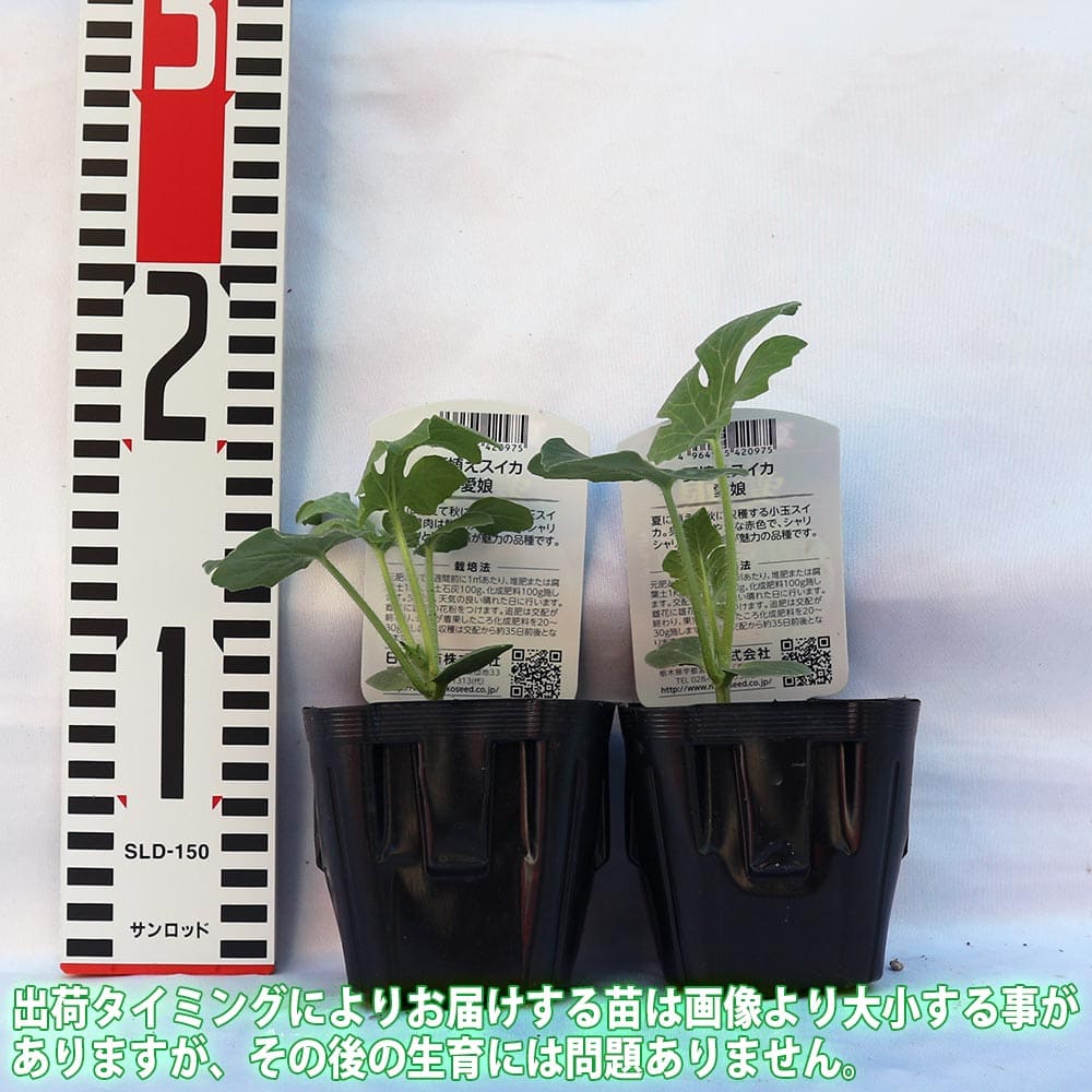 スイカ苗 夏植えスイカ まなむすめ2個～【野菜苗 9cmポット自根苗】