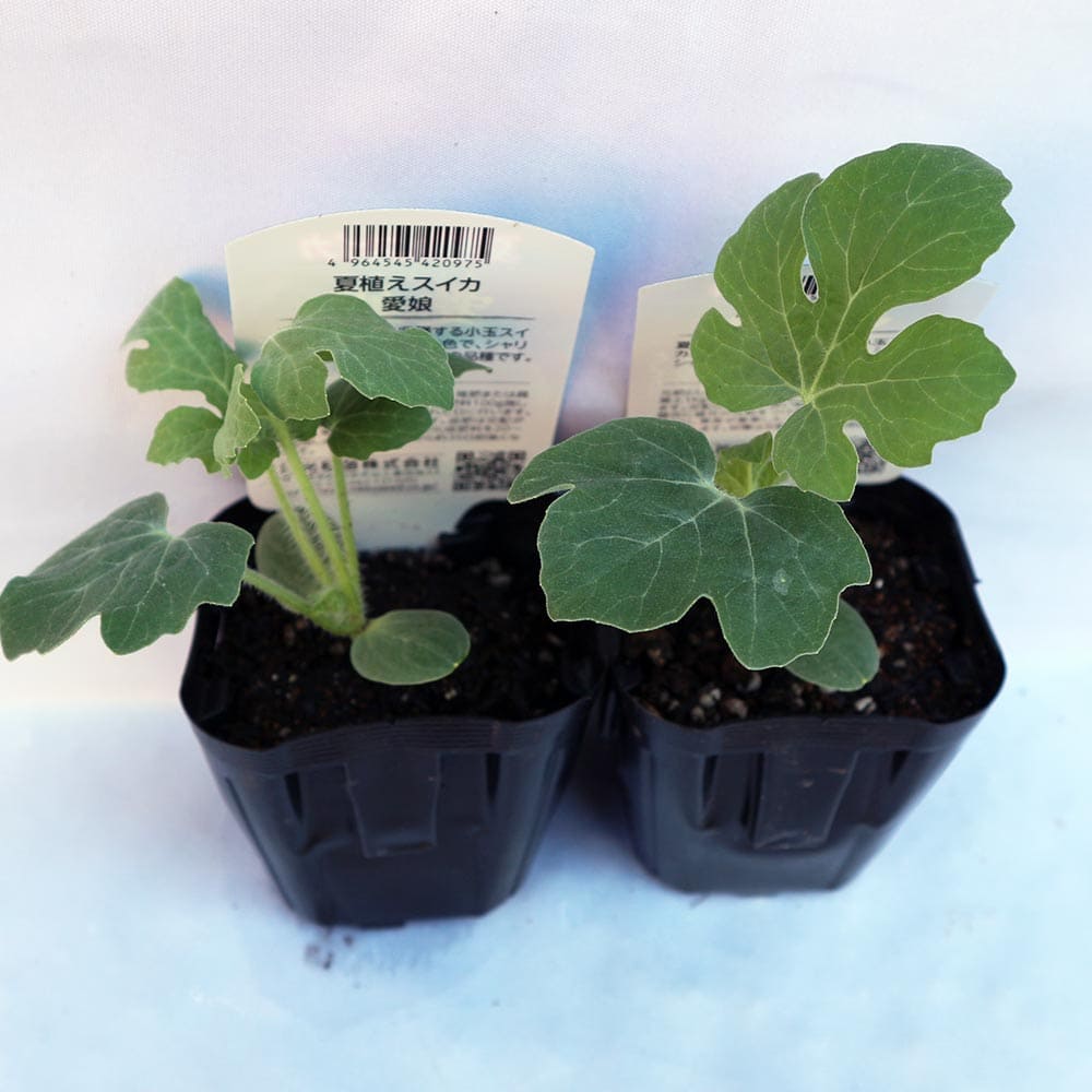 スイカ苗 夏植えスイカ まなむすめ2個～【野菜苗 9cmポット自根苗】