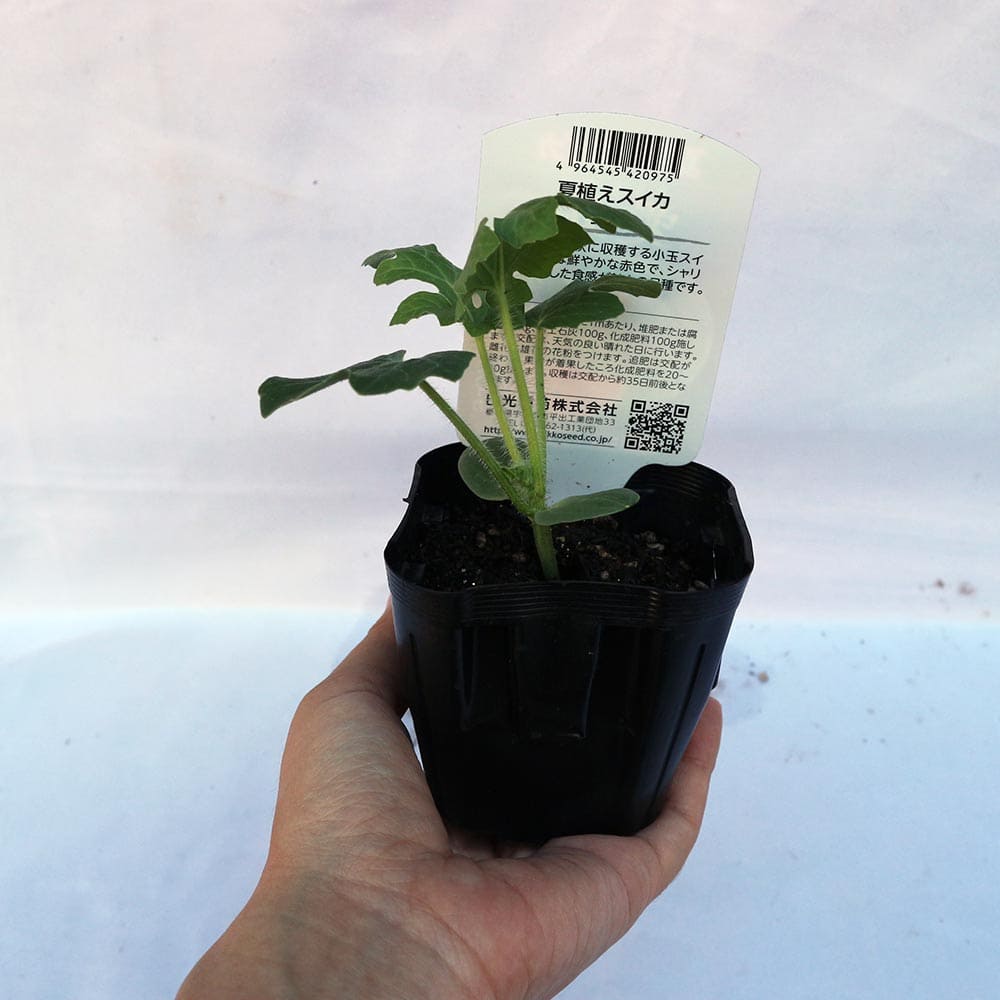 スイカ苗 夏植えスイカ まなむすめ2個～【野菜苗 9cmポット自根苗】