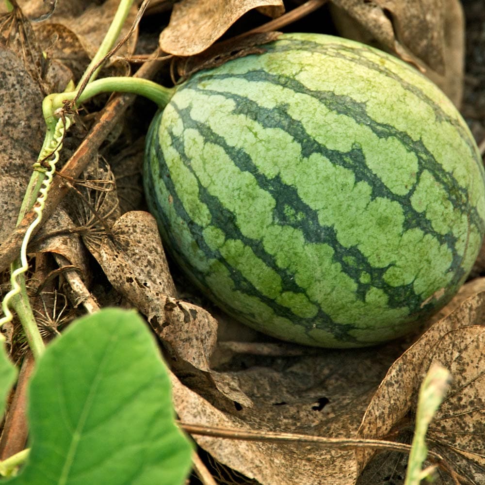 スイカ苗 夏植えスイカ まなむすめ2個～【野菜苗 9cmポット自根苗】