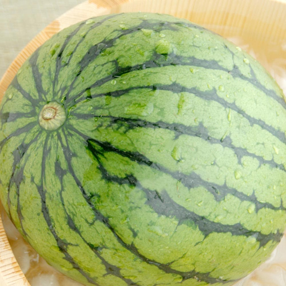スイカ苗 夏植えスイカ まなむすめ2個～【野菜苗 9cmポット自根苗】