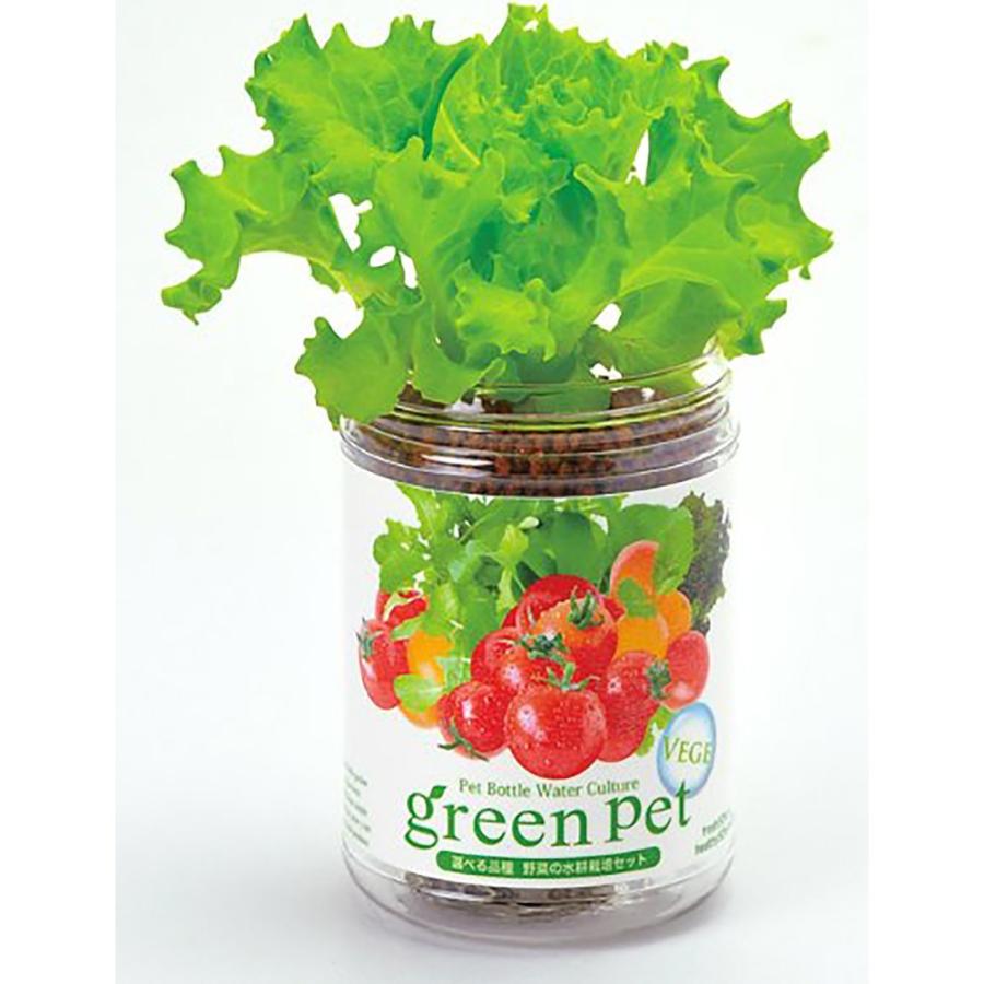 グリーンペット レタス1個【窓辺で育てる水耕栽培セット】