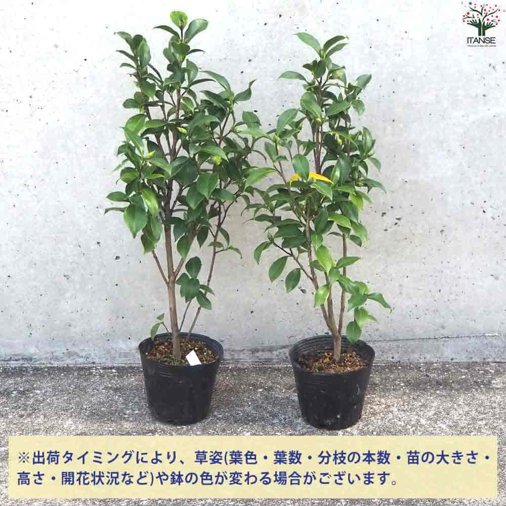 椿(つばき)の苗木 一楽 【花木苗 4号ポット／1個売り】｜ 【植物の