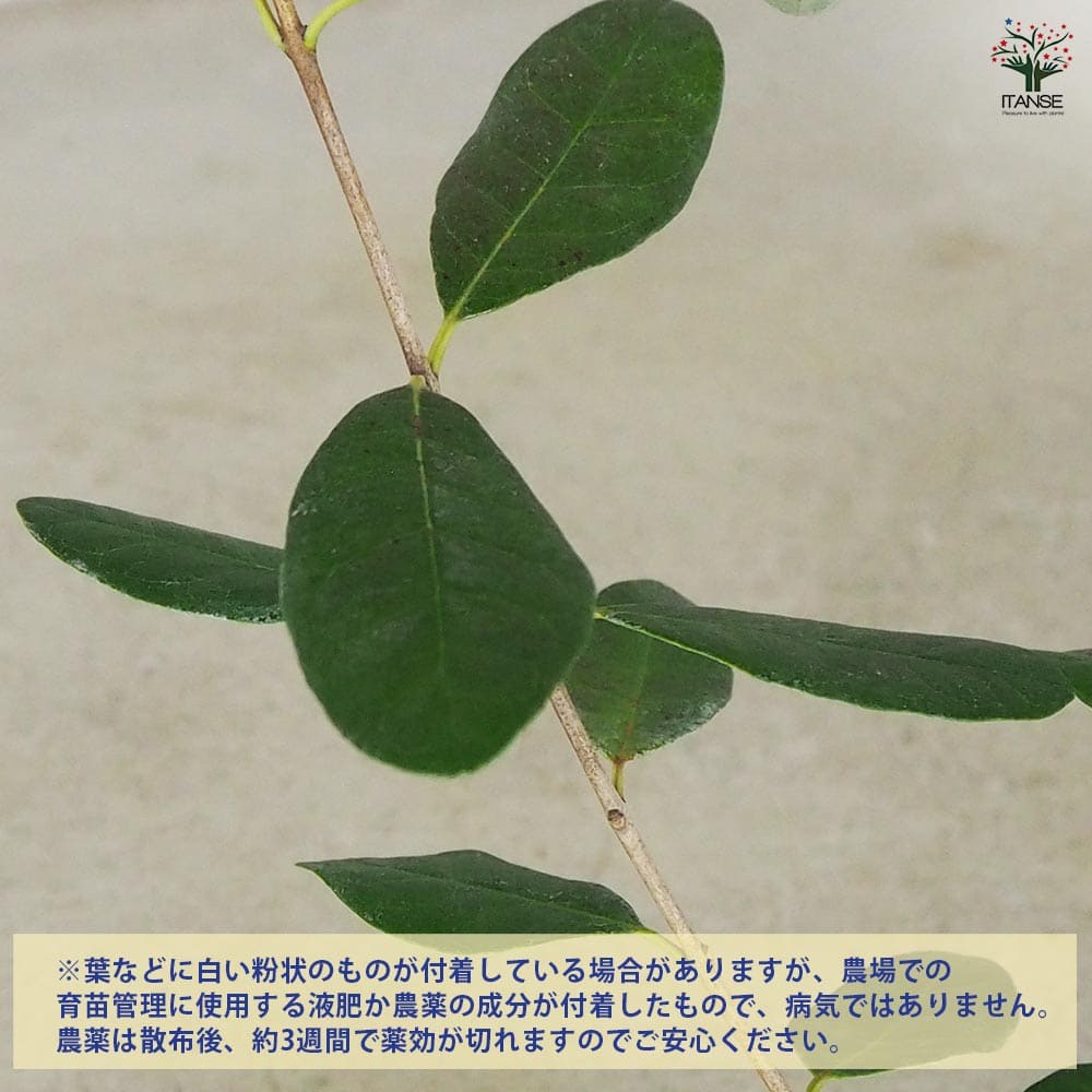 フェイジョア トライアンフ 【果樹の苗 10.5cm 1年生挿し木苗