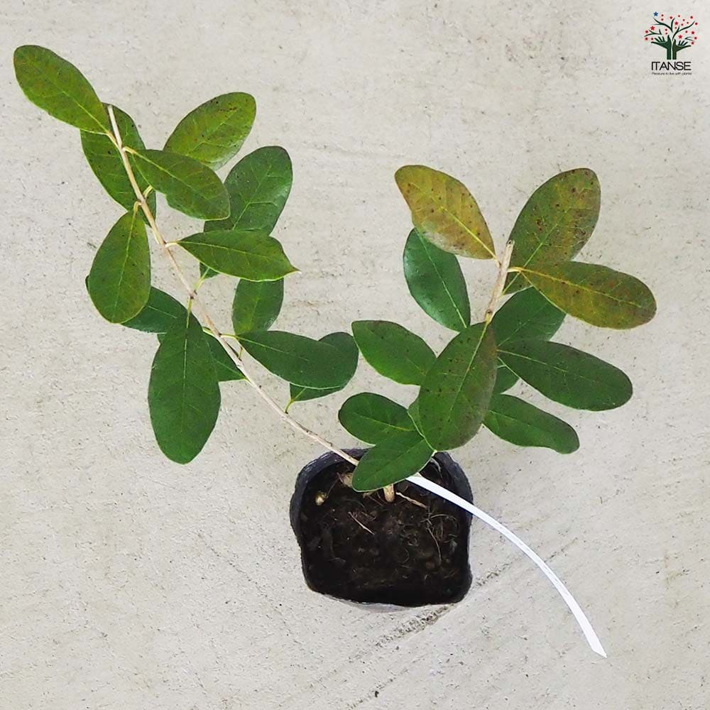 庭木・果樹・花木・植木】フェイジョア 玉作り トピアリー 10-1