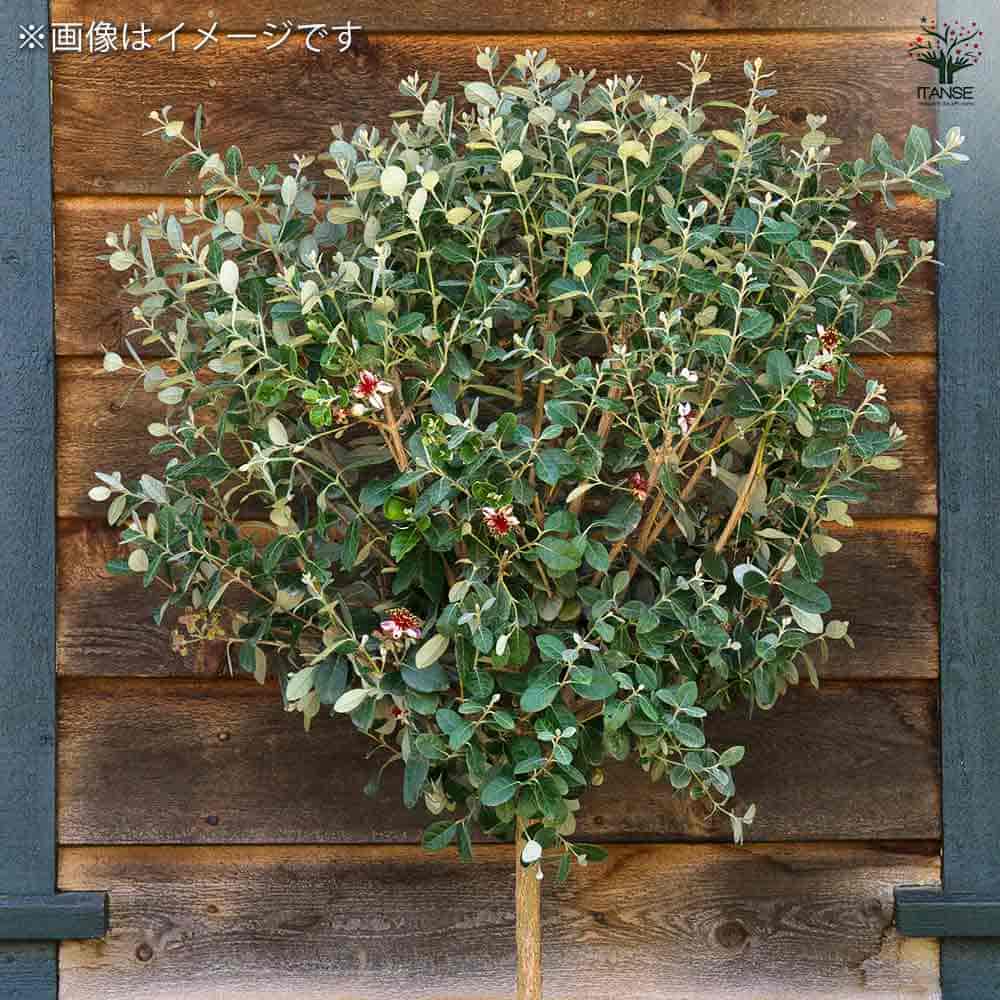 フェイジョア トライアンフ 【果樹の苗 10.5cm 1年生挿し木苗