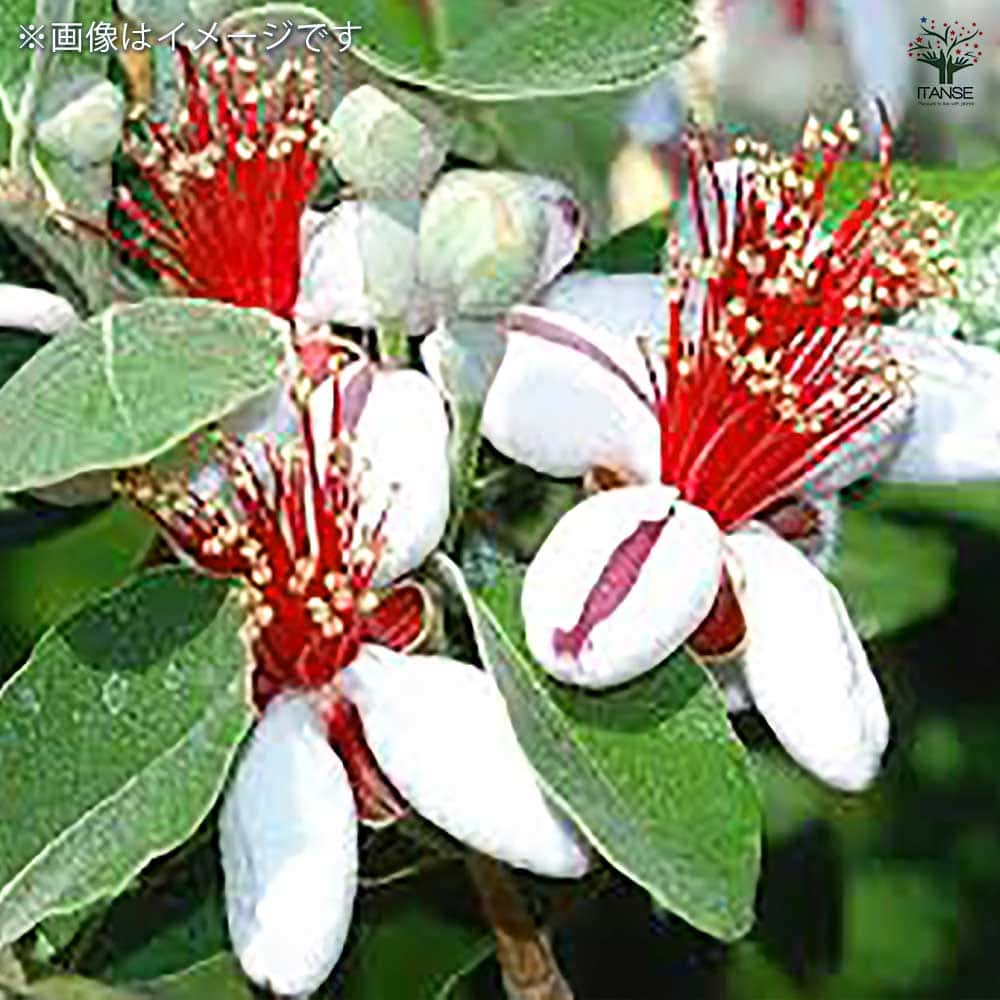 フェイジョア人気品種トライアンフ10号鉢高さ2.0m超大株 フェイジョア トライアンフ 【果樹の苗 10.5cm 1年生挿し木苗